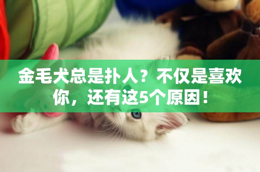 金毛犬總是撲人？不僅是喜歡你，還有這5個原因！