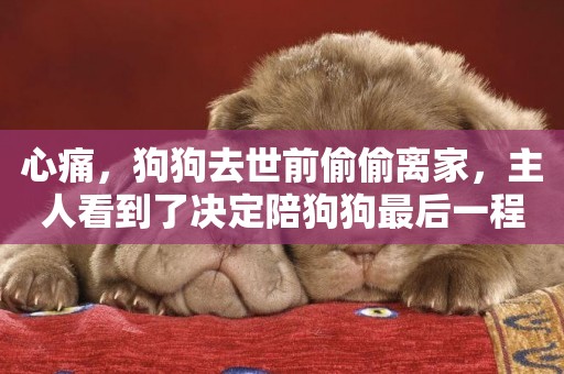 心痛，狗狗去世前偷偷離家，主人看到了決定陪狗狗最后一程
