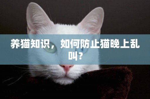 養貓知識，如何防止貓晚上亂叫？
