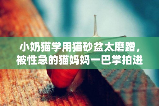小奶貓學用貓砂盆太磨蹭，被性急的貓媽媽一巴掌拍進了“屎盆子”