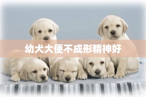 幼犬大便不成形精神好