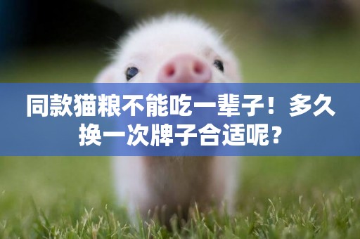 同款貓糧不能吃一輩子！多久換一次牌子合適呢？