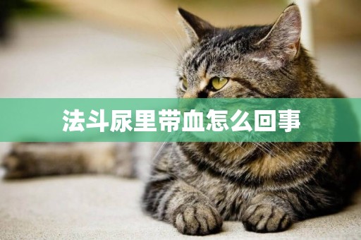 法斗尿里帶血怎么回事