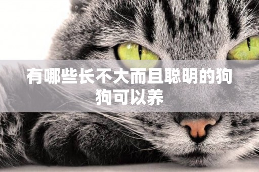 有哪些長不大而且聰明的狗狗可以養