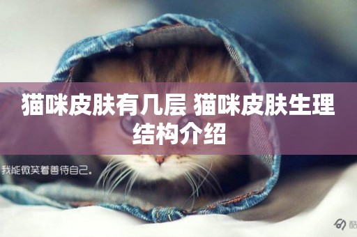貓咪皮膚有幾層 貓咪皮膚生理結構介紹