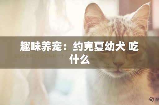 趣味養寵：約克夏幼犬 吃什么