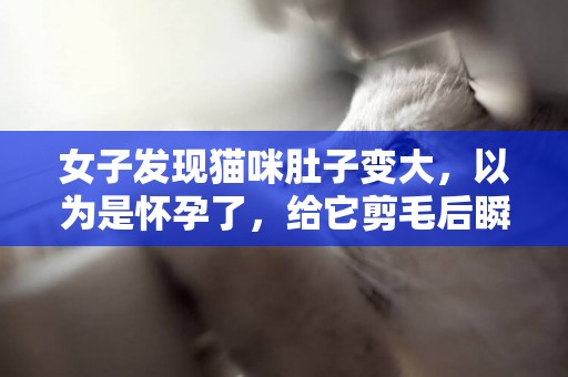 女子發現貓咪肚子變大，以為是懷孕了，給它剪毛后瞬間傻眼了