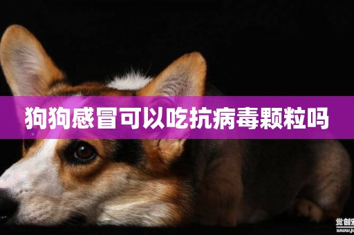 狗狗感冒可以吃抗病毒顆粒嗎