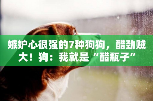 嫉妒心很強的7種狗狗，醋勁賊大！狗：我就是“醋瓶子”