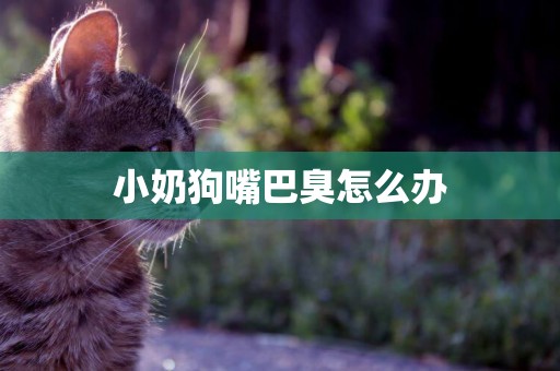小奶狗嘴巴臭怎么辦