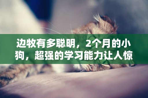 邊牧有多聰明，2個月的小狗，超強的學習能力讓人驚喜