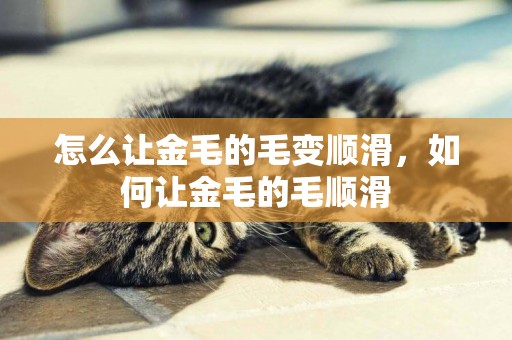 怎么讓金毛的毛變順滑，如何讓金毛的毛順滑