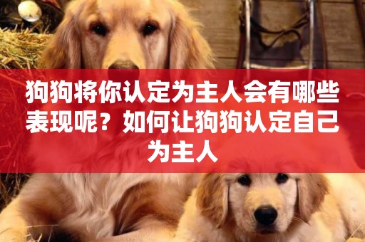 狗狗將你認定為主人會有哪些表現呢？如何讓狗狗認定自己為主人