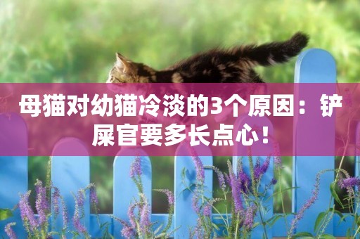 母貓對幼貓冷淡的3個原因：鏟屎官要多長點心！