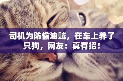 司機為防偷油賊，在車上養了只狗，網友：真有招！