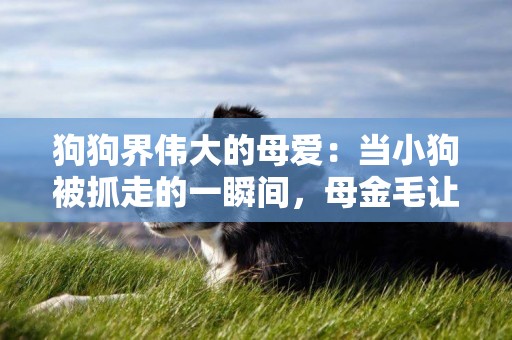 狗狗界偉大的母愛：當小狗被抓走的一瞬間，母金毛讓人心疼