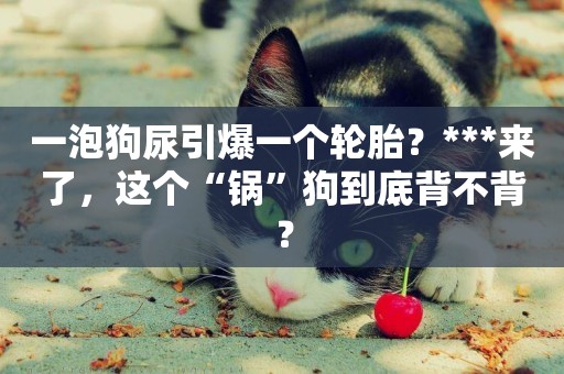 一泡狗尿引爆一個輪胎？***來了，這個“鍋”狗到底背不背？