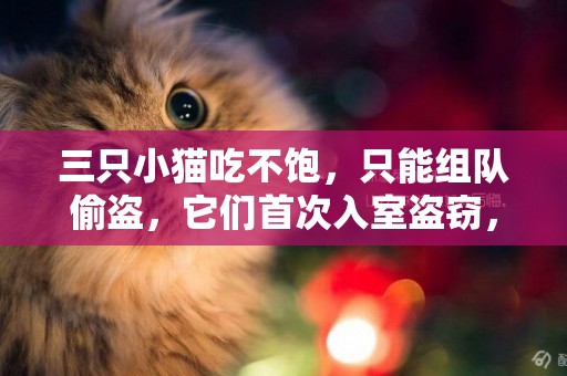 三只小貓吃不飽，只能組隊偷盜，它們首次入室盜竊，收獲還不少！