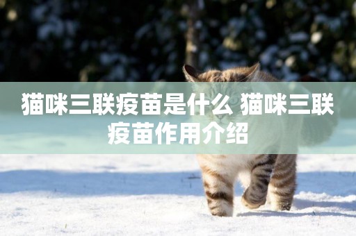 貓咪三聯疫苗是什么 貓咪三聯疫苗作用介紹