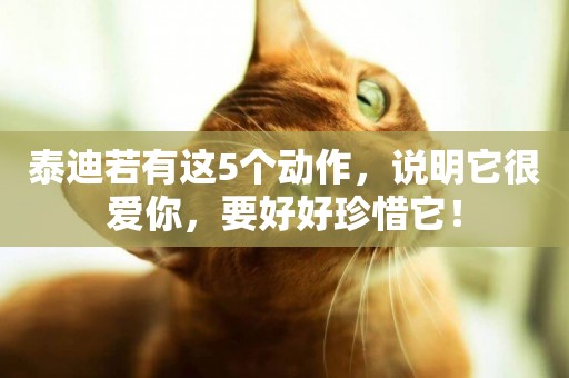 泰迪若有這5個動作，說明它很愛你，要好好珍惜它！