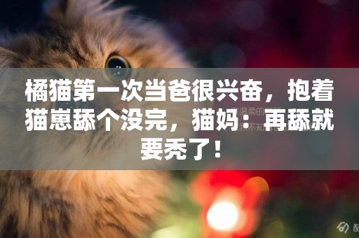 橘貓第一次當爸很興奮，抱著貓崽舔個沒完，貓媽：再舔就要禿了！
