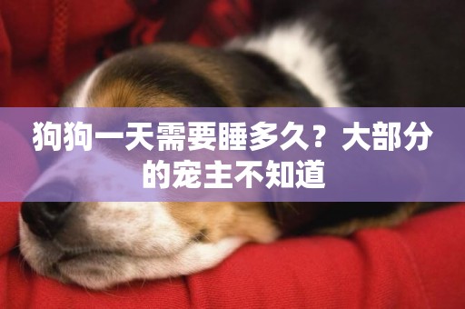 狗狗一天需要睡多久？大部分的寵主不知道