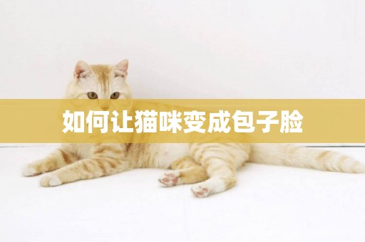 如何讓貓咪變成包子臉