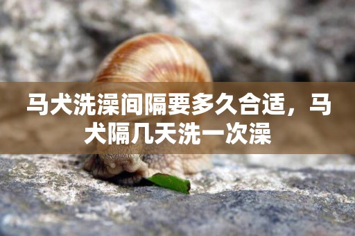 馬犬洗澡間隔要多久合適，馬犬隔幾天洗一次澡
