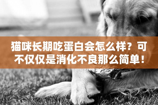 貓咪長期吃蛋白會怎么樣？可不僅僅是消化不良那么簡單！