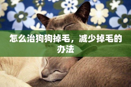 怎么治狗狗掉毛，減少掉毛的辦法