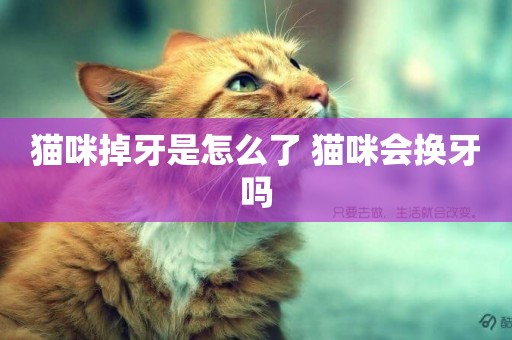貓咪掉牙是怎么了 貓咪會換牙嗎