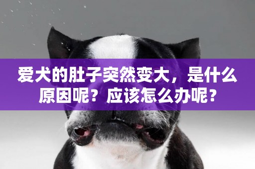 愛犬的肚子突然變大，是什么原因呢？應該怎么辦呢？