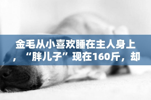 金毛從小喜歡睡在主人身上，“胖兒子”現在160斤，卻被拋棄了