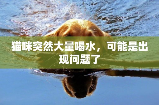 貓咪突然大量喝水，可能是出現問題了