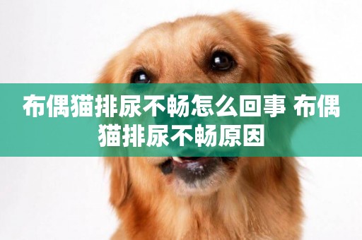 布偶貓排尿不暢怎么回事 布偶貓排尿不暢原因