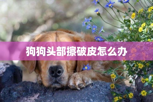 狗狗頭部擦破皮怎么辦