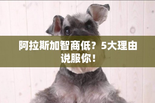 阿拉斯加智商低？5大理由說服你！