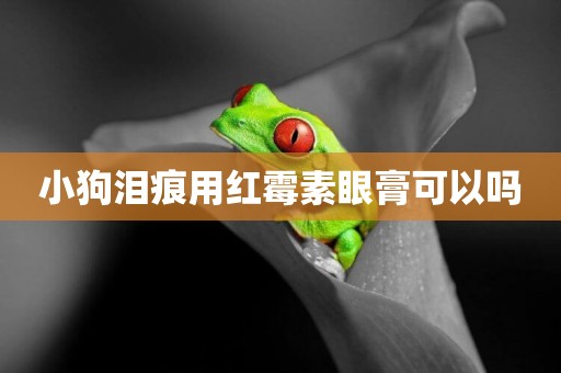小狗淚痕用紅霉素眼膏可以嗎