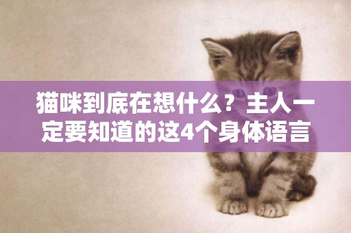 貓咪到底在想什么？主人一定要知道的這4個身體語言