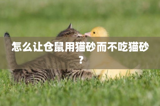 怎么讓倉鼠用貓砂而不吃貓砂？