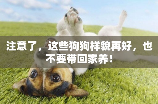 注意了，這些狗狗樣貌再好，也不要帶回家養！