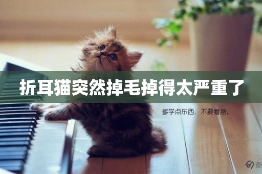 折耳貓突然掉毛掉得太嚴重了
