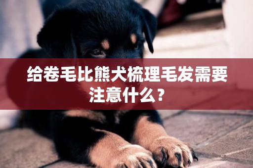 給卷毛比熊犬梳理毛發需要注意什么？