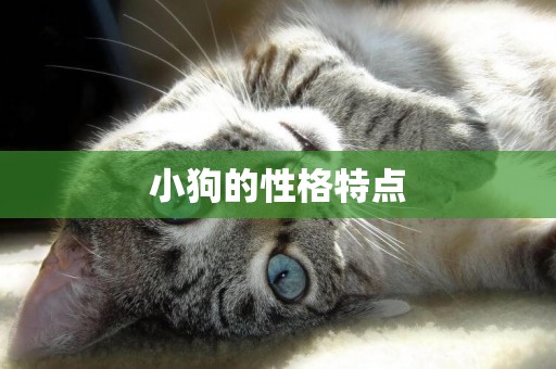 小狗的性格特點