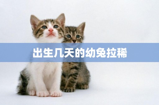 出生幾天的幼兔拉稀