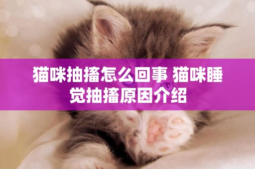 貓咪抽搐怎么回事 貓咪睡覺抽搐原因介紹