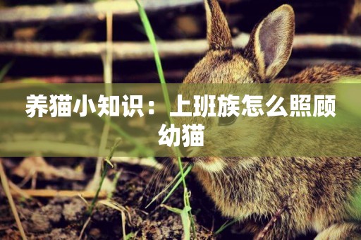 養貓小知識：上班族怎么照顧幼貓