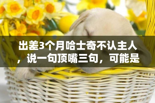 出差3個月哈士奇不認主人，說一句頂嘴三句，可能是太想主人了