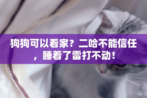 狗狗可以看家？二哈不能信任，睡著了雷打不動！