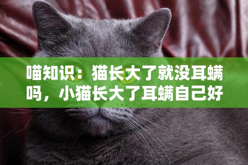 喵知識：貓長大了就沒耳螨嗎，小貓長大了耳螨自己好